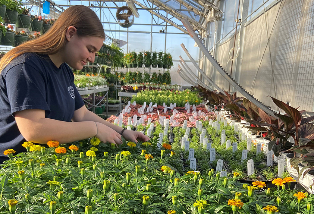 Landscape and Greenhouse Management sophomore, Gwen Dennison (Elyria), looks over some of the flowers in the greenhouse ahead of the annual spring sale.