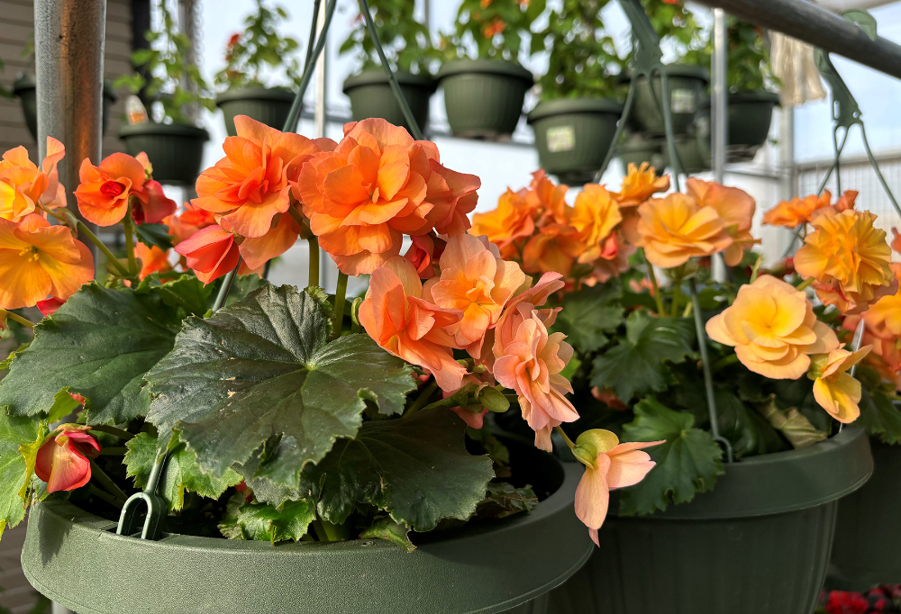 Greenhouse Opens for Spring Sales on April 29